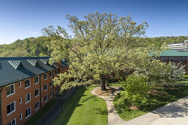 Tree watch — Appalachian keeps an old oak alive and well