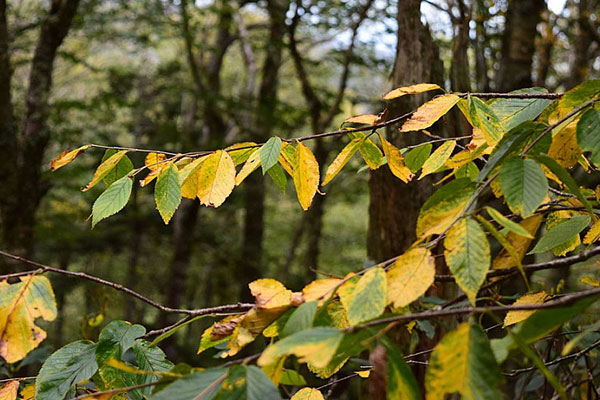 Warm Weather Delaying Fall Colors